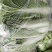 北京3号景研绿美白菜，大量供应，有意者联系。