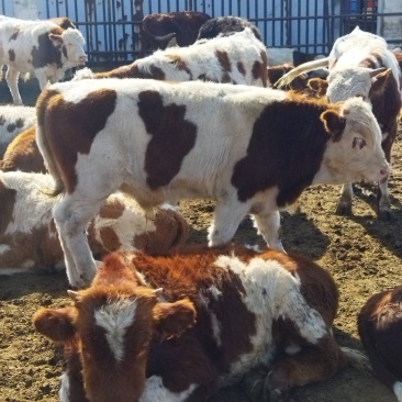 西门塔尔牛牛犊，三元杂交牛，肉牛犊，长势快，好饲养