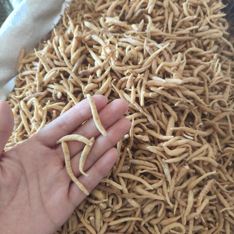 太子参祥泰药材栈中药材批发零售实物拍摄量多从优