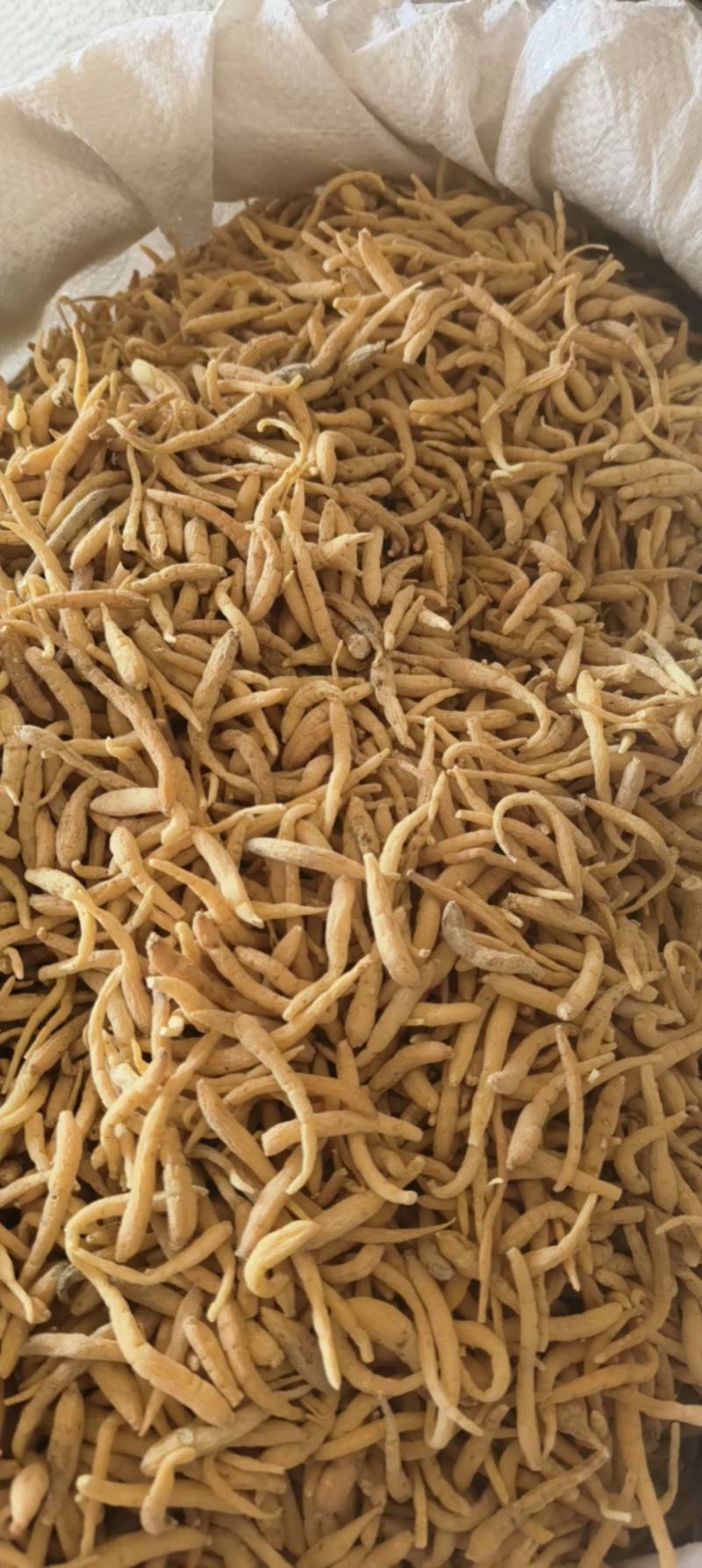 太子参祥泰药材栈中药材批发零售实物拍摄量多从优