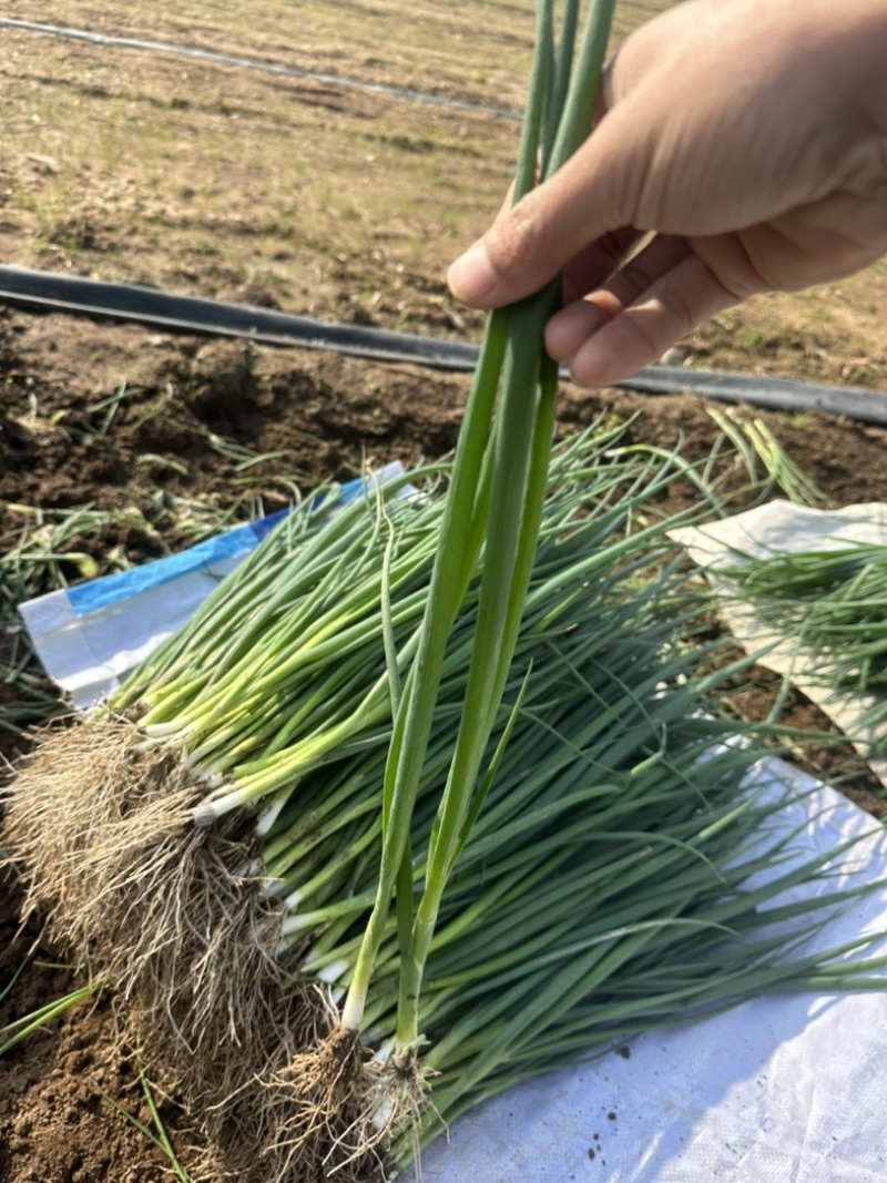 小葱，量大……供应个大商超，各大批发市场…