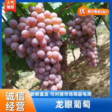 河北涿鹿龙眼葡萄，品质好，口感好，售后有保证，货源充足！