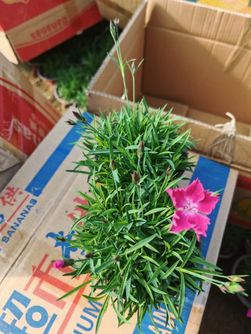 欧石竹一手货源品质保障产地直发欢迎咨询