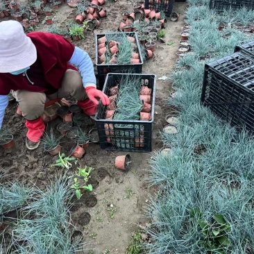 蓝羊茅一手货源品质保障产地直发欢迎咨询
