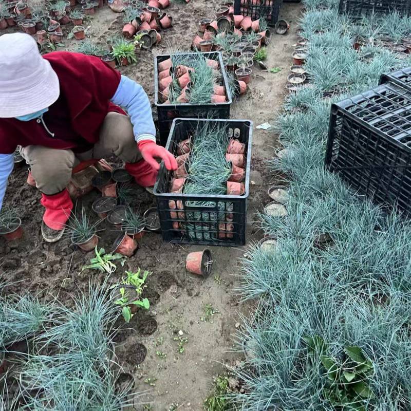蓝羊茅一手货源品质保障产地直发欢迎咨询
