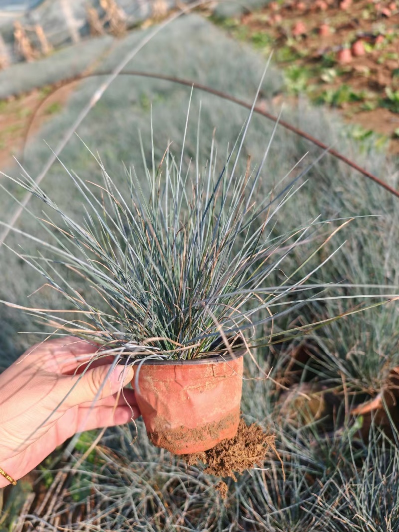 蓝羊茅一手货源品质保障产地直发欢迎咨询