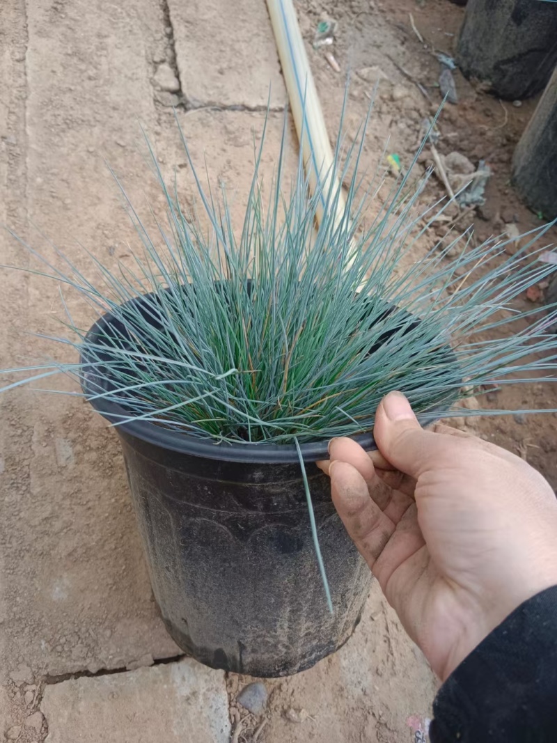 蓝羊茅一手货源品质保障产地直发欢迎咨询