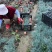 蓝羊茅一手货源品质保障产地直发欢迎咨询