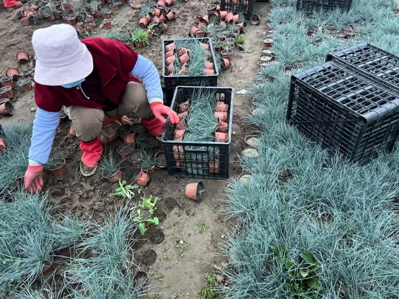 蓝羊茅一手货源品质保障产地直发欢迎咨询