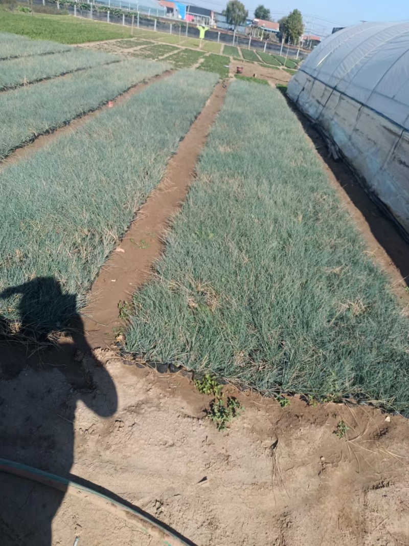 蓝羊茅一手货源品质保障产地直发欢迎咨询