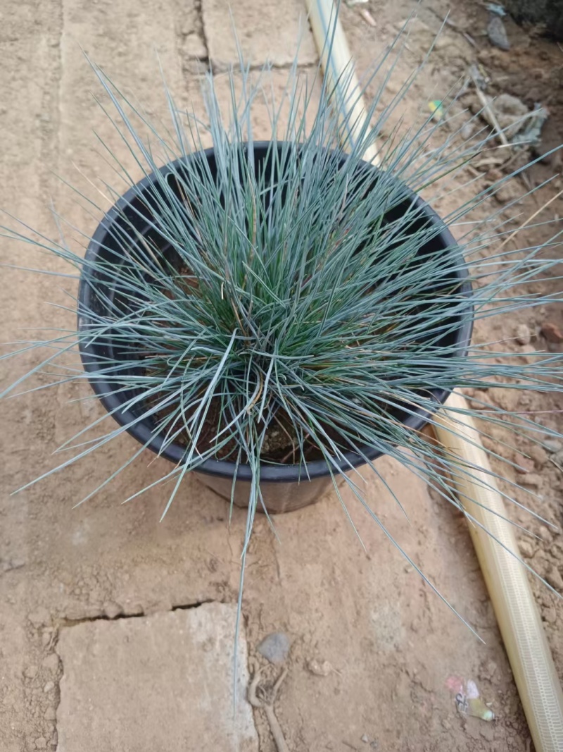 蓝羊茅一手货源品质保障产地直发欢迎咨询