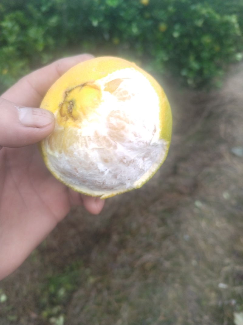 脐橙