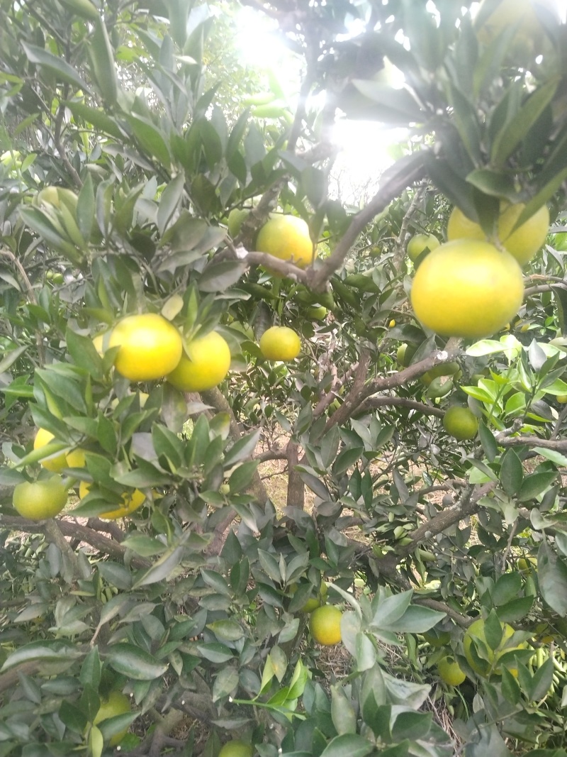 脐橙