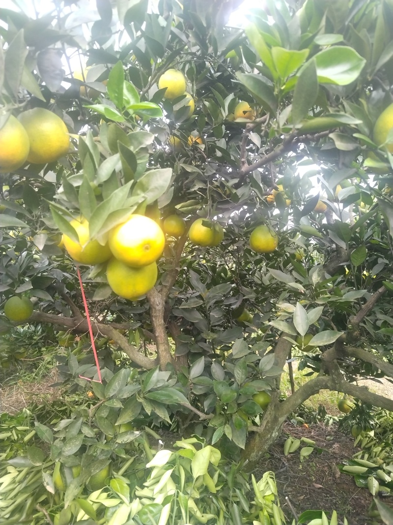 脐橙