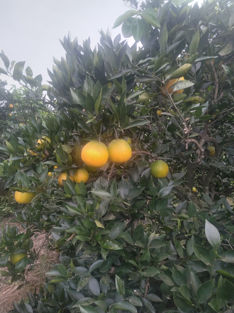 脐橙