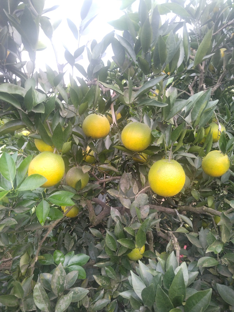 脐橙