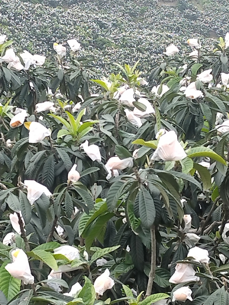 无公害枇杷叶，是正宗龙泉山的！