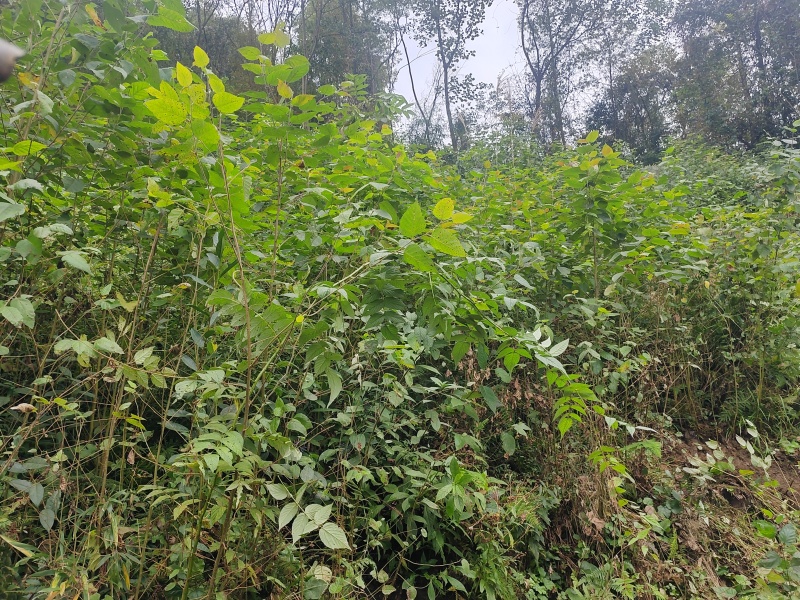 西南桦树苗
