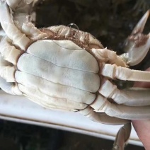 大闸蟹湖北大闸蟹青壳白底，各种规格型号都有欢迎老板前来下