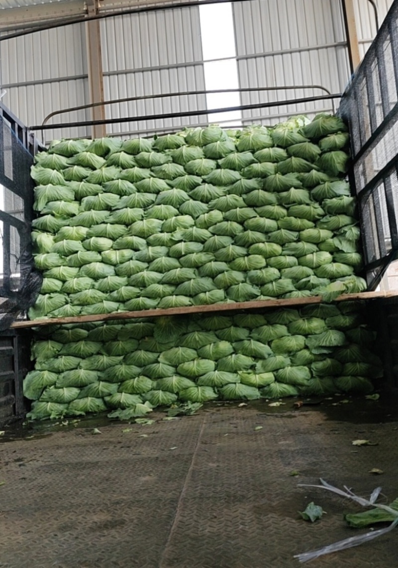 （牛商推荐）精品扁平包菜产地批发可视频看货、一手货源