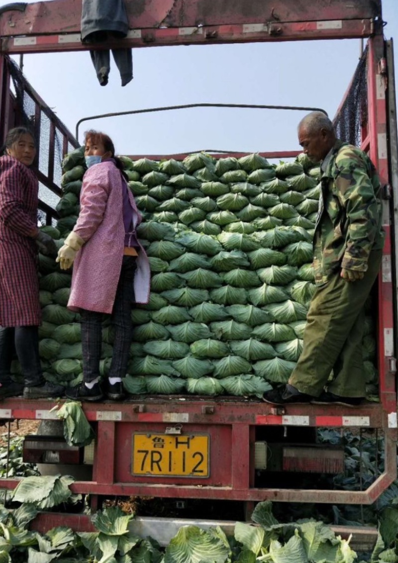 （牛商推荐）精品扁平包菜产地批发可视频看货、一手货源