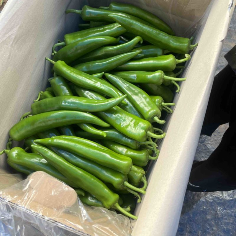 广东基地精品青皮尖椒电商稳定供应各种品质