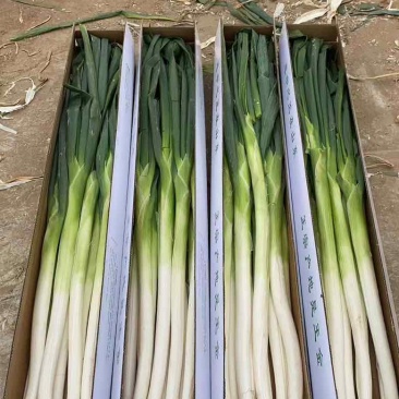 山东章丘大葱产区直发保质保量供货批发零售