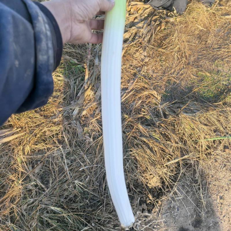 章丘原产地直发，精品葱，二皮货，毛葱电商市场商超
