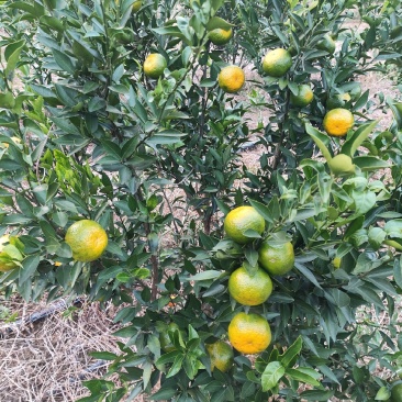 陈皮柑鲜果