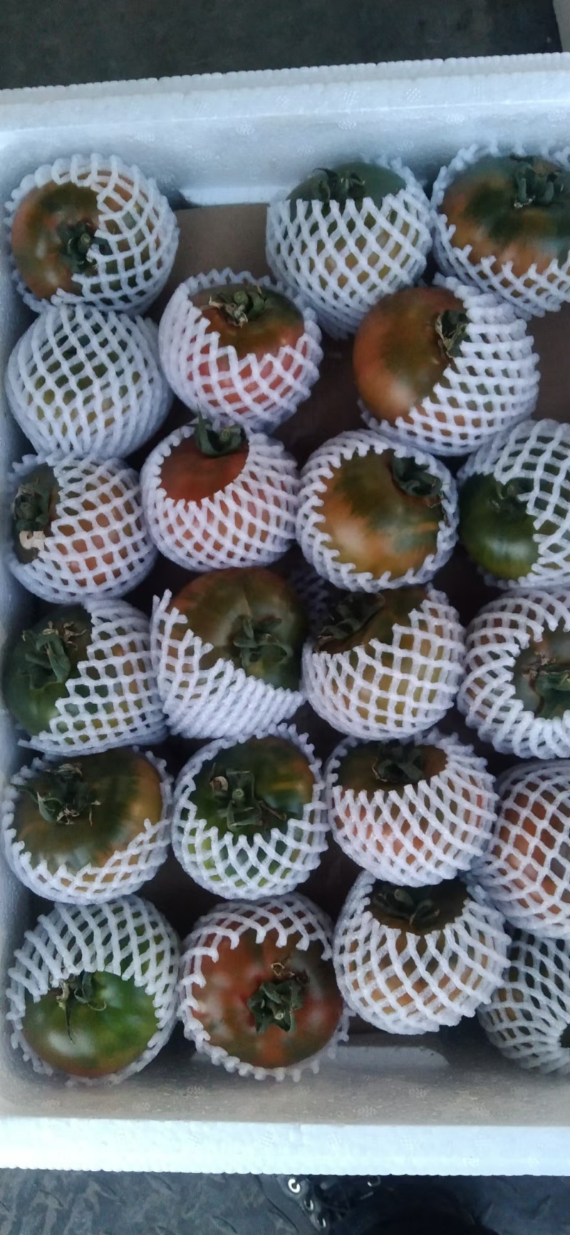 盘锦碱地柿子