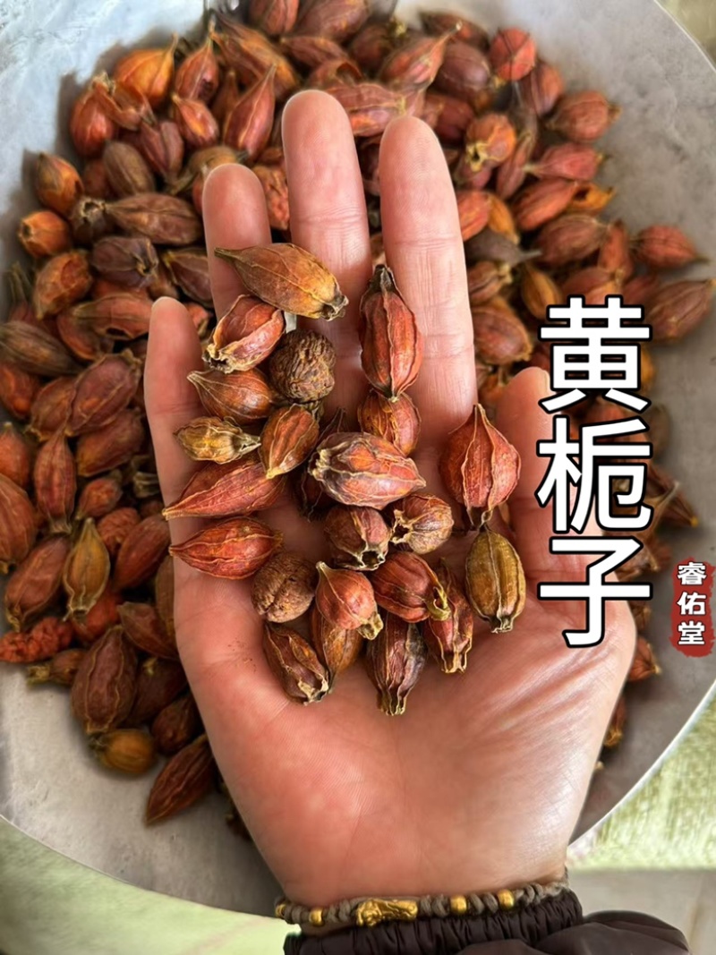 《实拍发货如图》正品黄栀子栀子山栀子红栀子