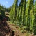 利川市团堡镇高山富硒山药