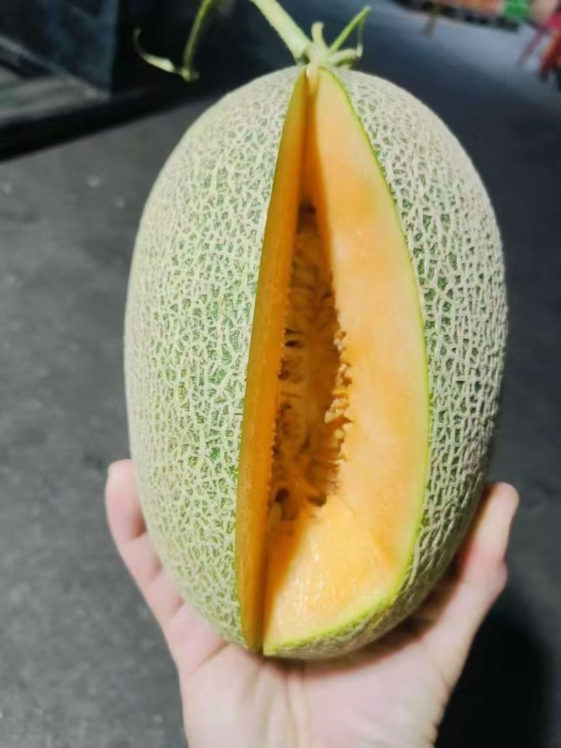 【推荐】海南晓蜜25哈密瓜大量上市中保质保量现摘现发
