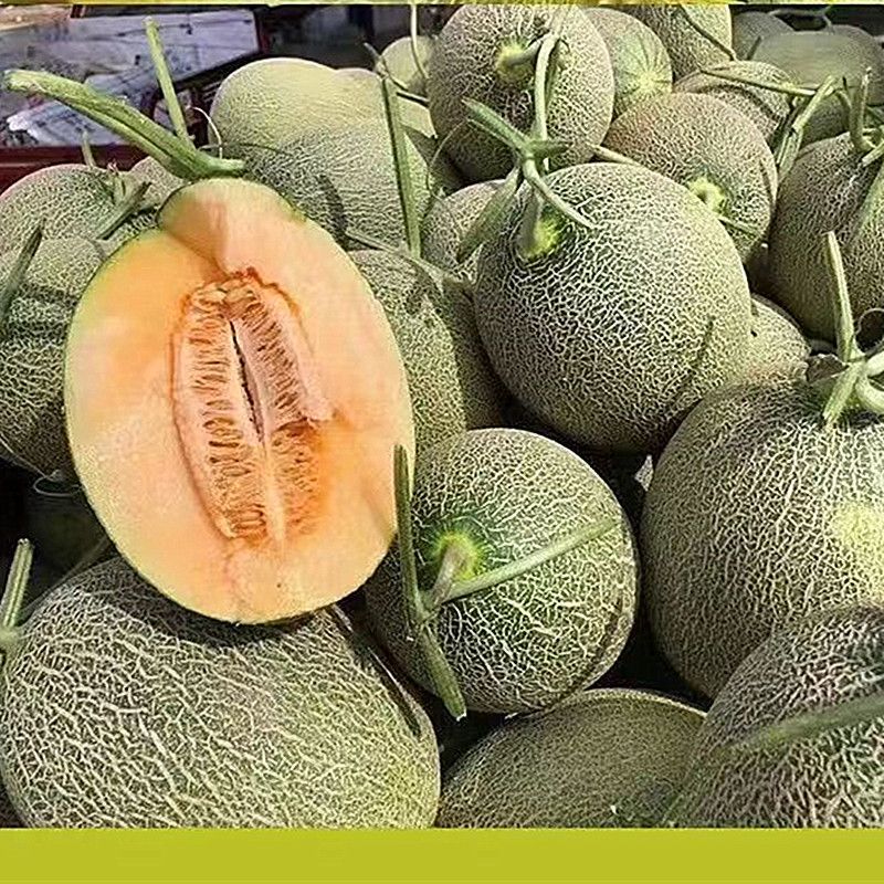 【推荐】海南晓蜜25哈密瓜大量上市中保质保量现摘现发