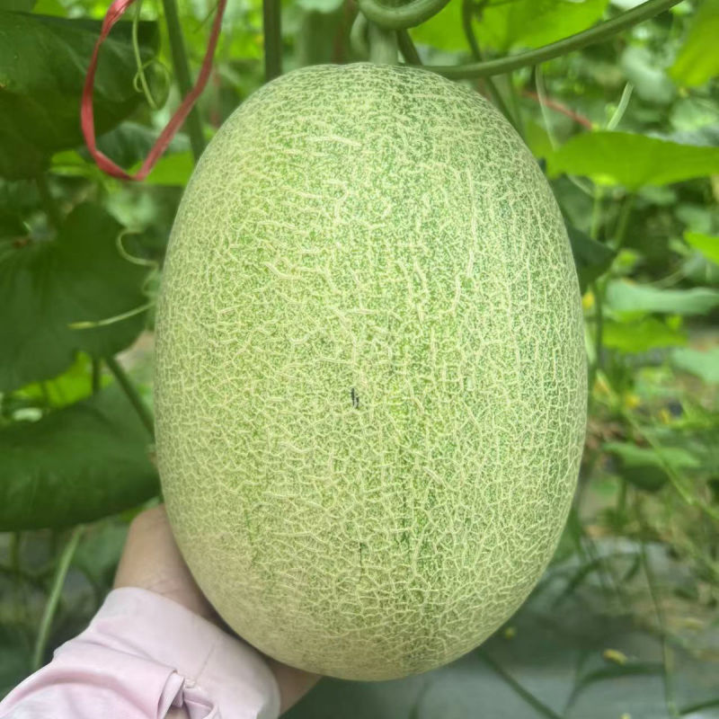 【推荐】海南晓蜜25哈密瓜大量上市中保质保量现摘现发