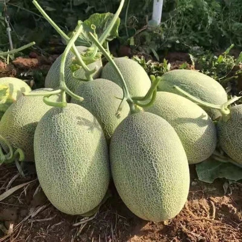 【推荐】海南晓蜜25哈密瓜大量上市中保质保量现摘现发