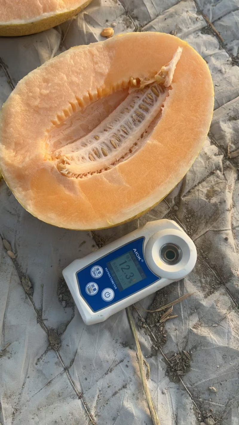 【推荐】海南晓蜜25哈密瓜大量上市中保质保量现摘现发