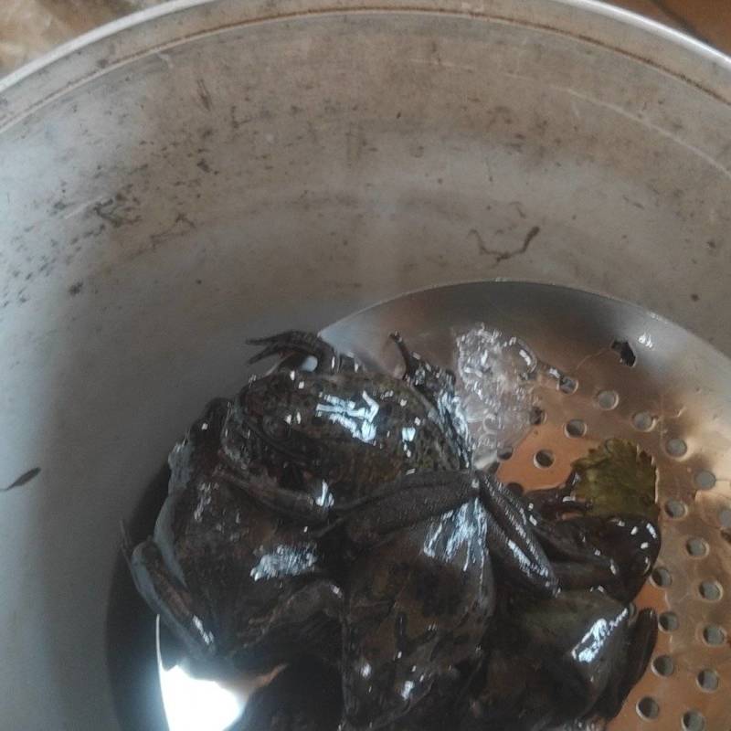 纯纯林蛙
