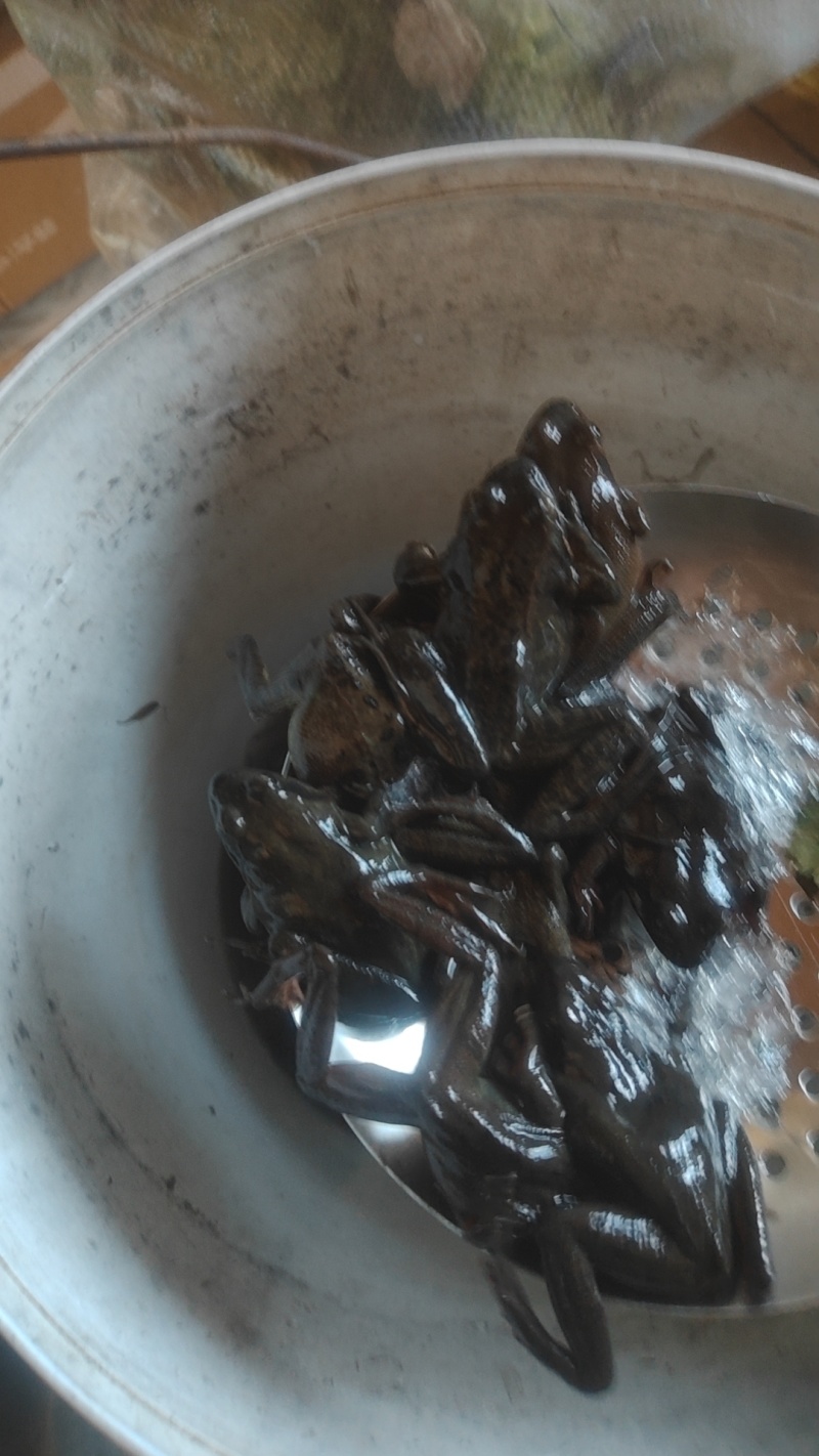纯纯林蛙