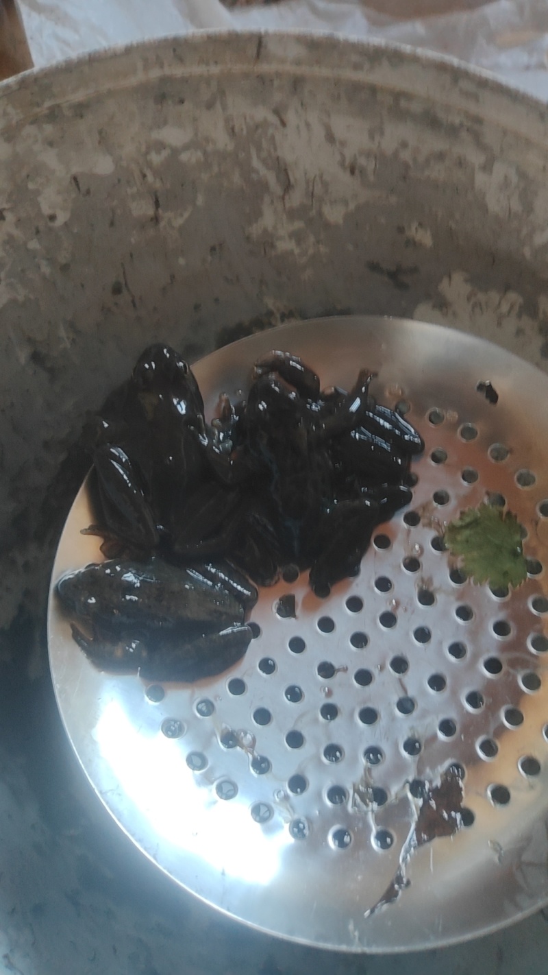 纯纯林蛙