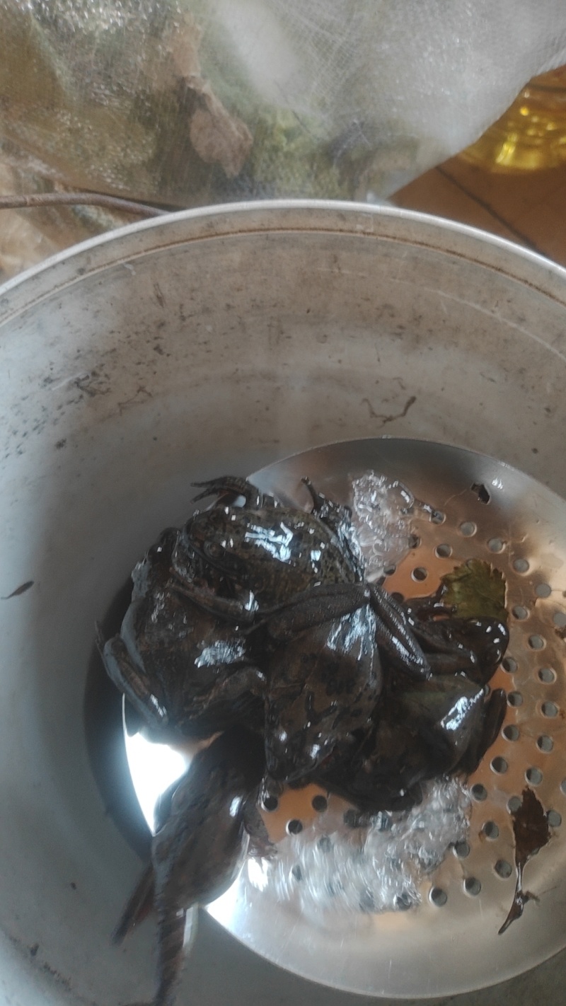 纯纯林蛙
