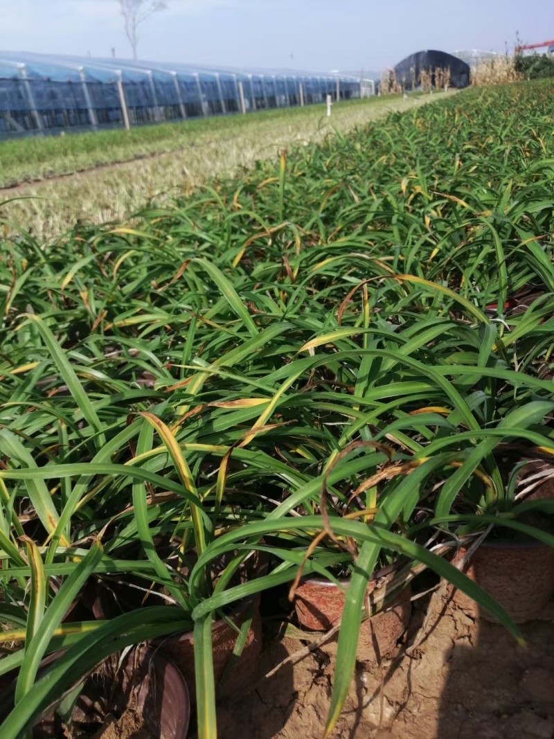 金娃娃萱草一手货源品质保障产地直发欢迎咨询