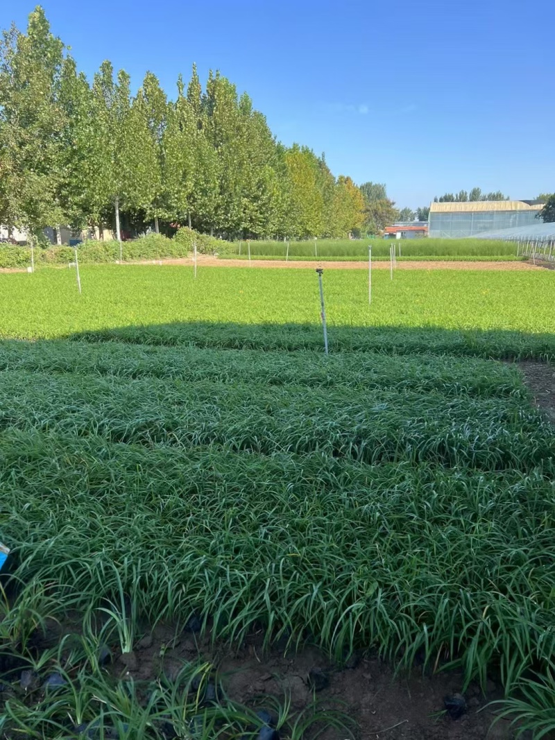 金娃娃萱草一手货源品质保障产地直发欢迎咨询