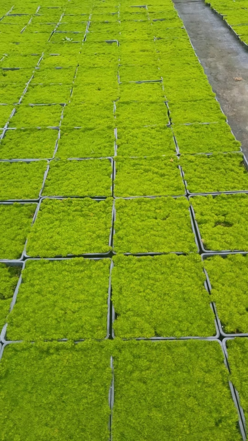 金娃娃萱草一手货源品质保障产地直发欢迎咨询