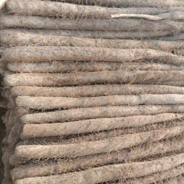 【山药】精选山西白玉山药大量供应品质保证量大优惠