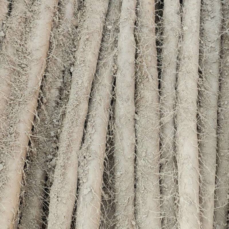 精品粉糯双棒山药，大量上市，条形笔直，径粗3.5cm