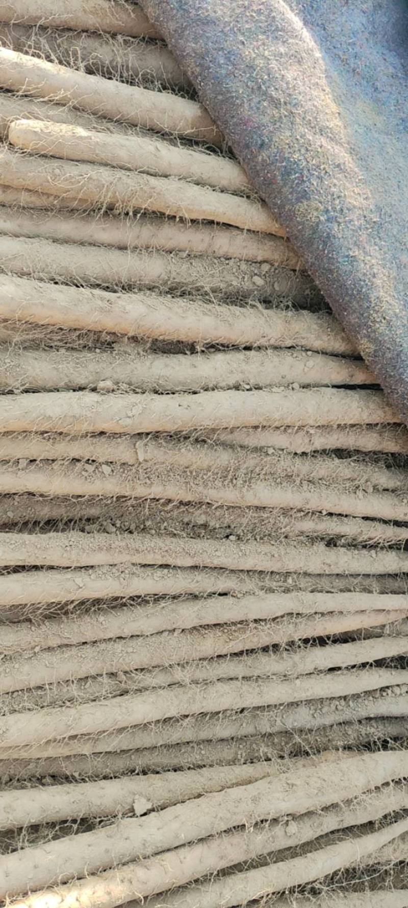 精品粉糯双棒山药，大量上市，条形笔直，径粗3.5cm