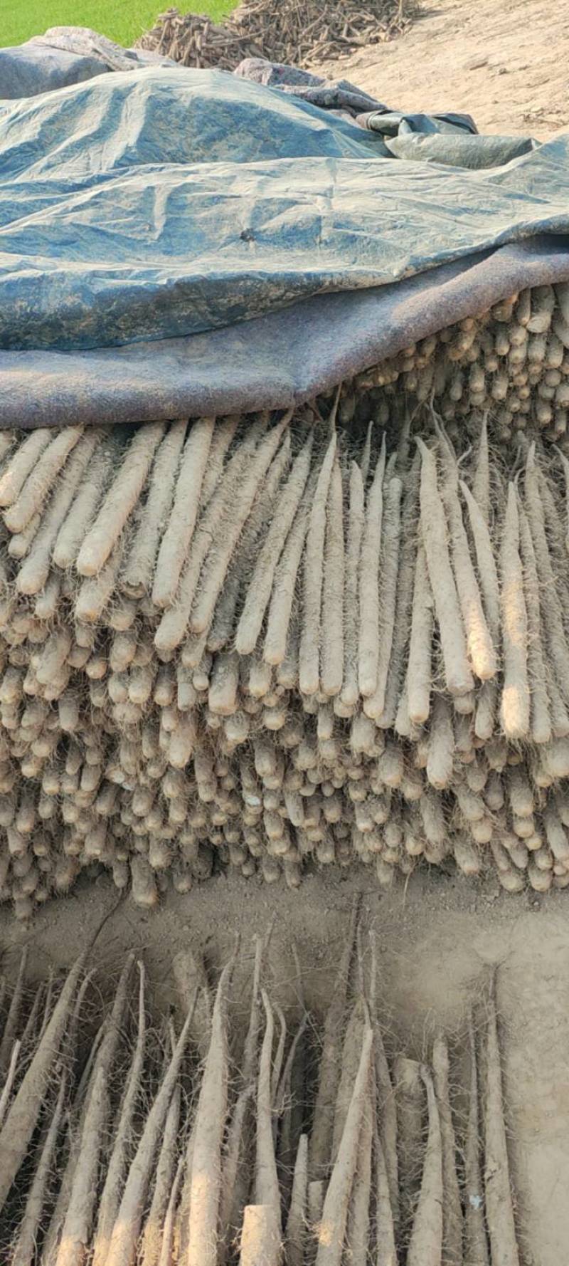 精品粉糯双棒山药，大量上市，条形笔直，径粗3.5cm