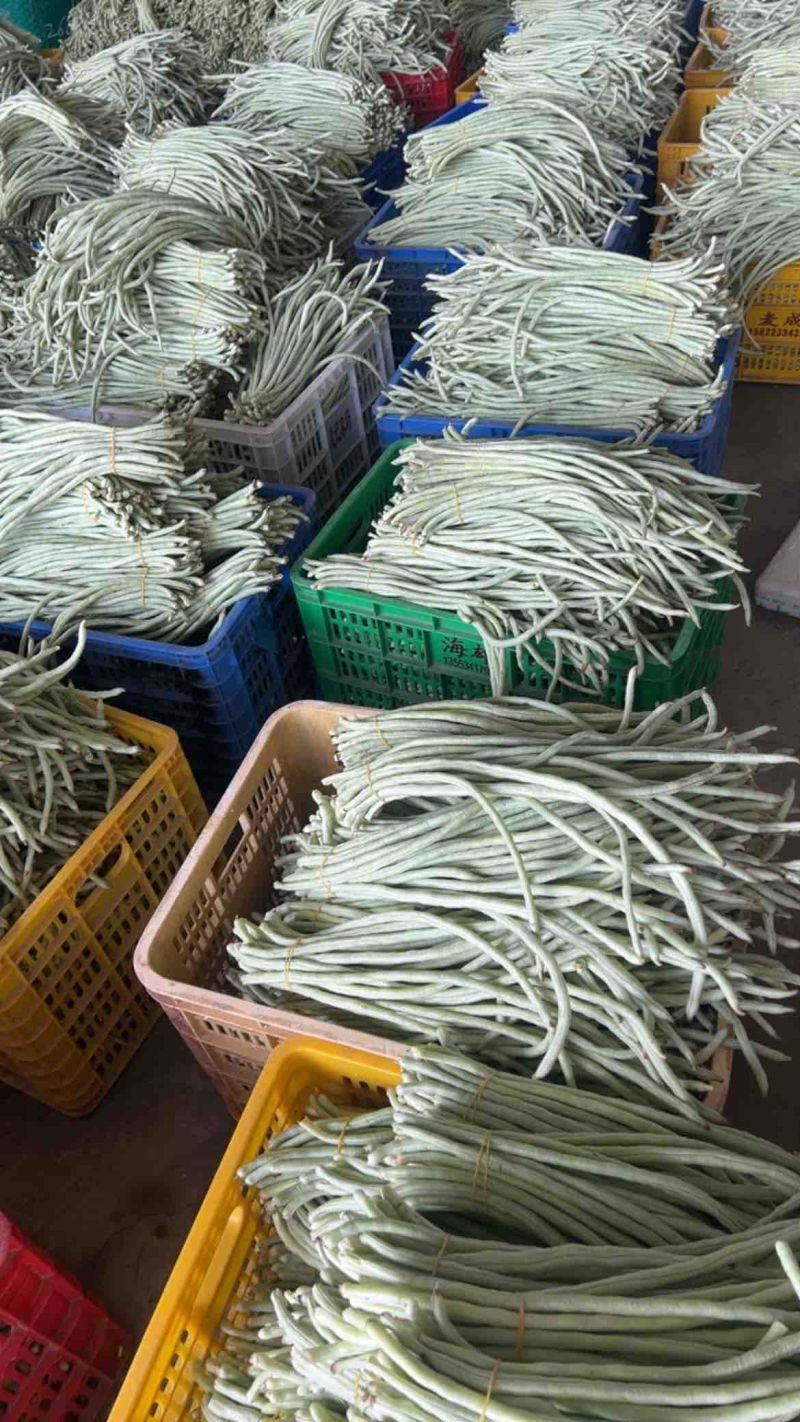 精品白豆角🤝产地直发🤝电商超市🤝质量保证，物流全国