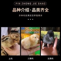 麻鸡苗买1000送200优质商家包防疫包
